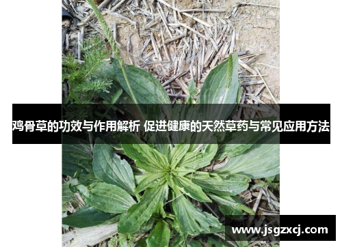 鸡骨草的功效与作用解析 促进健康的天然草药与常见应用方法